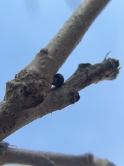 Neuroterus vesicula