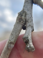 Neuroterus vesicula