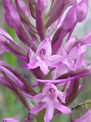 Anacamptis pyramidalis