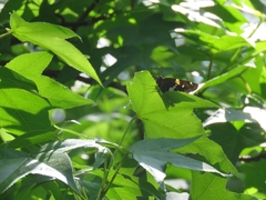 Epargyreus clarus image