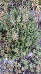 Sedum album