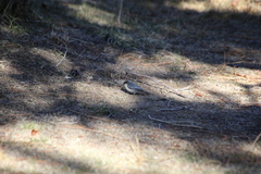 Sitta pygmaea melanotis