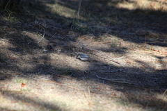 Sitta pygmaea melanotis