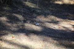 Sitta pygmaea melanotis