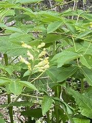 Aesculus pavia flavescens
