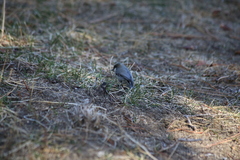 Sitta pygmaea melanotis
