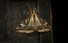 Agrioglypta excelsalis