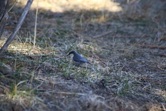 Sitta pygmaea melanotis