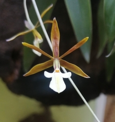 Prosthechea punctulata