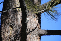 Sitta pygmaea melanotis