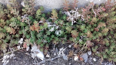 Sedum album