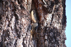 Sitta pygmaea melanotis