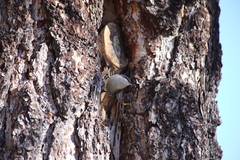 Sitta pygmaea melanotis