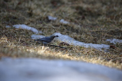 Sitta pygmaea melanotis