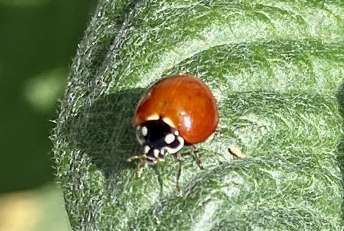 iNaturalist observation photo of Spotless Lady Beetle