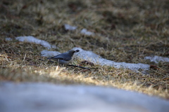 Sitta pygmaea melanotis