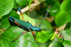 Litopus latipes dispar