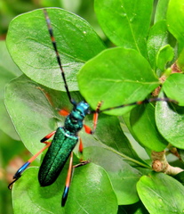 Litopus latipes dispar