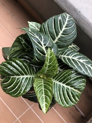 Aphelandra squarrosa