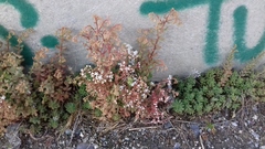 Sedum album