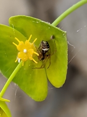 Simitidion
