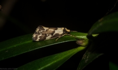 Philenora chionastis