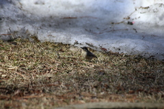 Sitta pygmaea melanotis