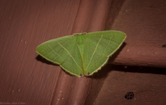 Urolitha bipunctifera