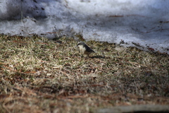 Sitta pygmaea melanotis