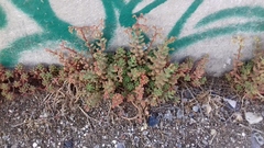 Sedum album