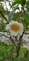 Oncoba spinosa