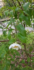 Oncoba spinosa