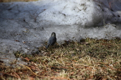 Sitta pygmaea melanotis