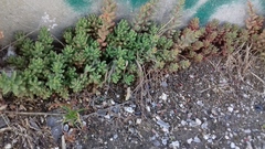 Sedum album