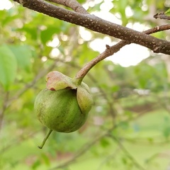 Oncoba spinosa