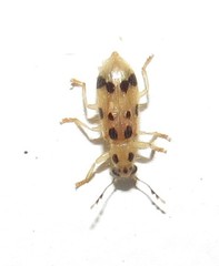 Cregya duodecimpunctata