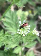 Pelonides quadrinotata