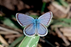 Hemiargus