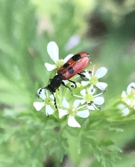 Pelonides quadrinotata