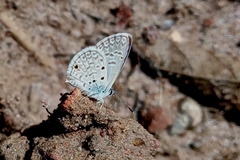 Hemiargus