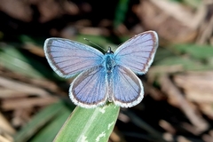 Hemiargus