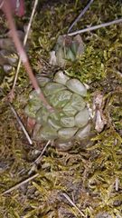 Haworthia cooperi