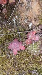 Haworthia cooperi