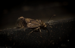 Pycnocera hypoxantha