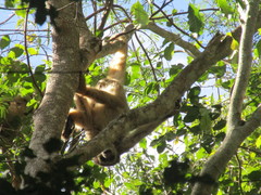 Brachyteles hypoxanthus