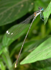 Allocnemis leucosticta