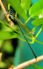 Allocnemis leucosticta