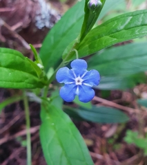 Omphalodes