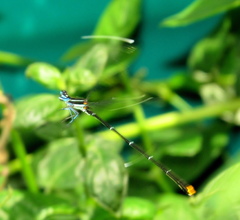 Allocnemis leucosticta