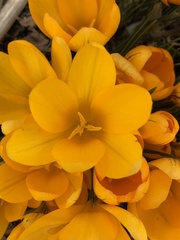 Crocus chrysanthus